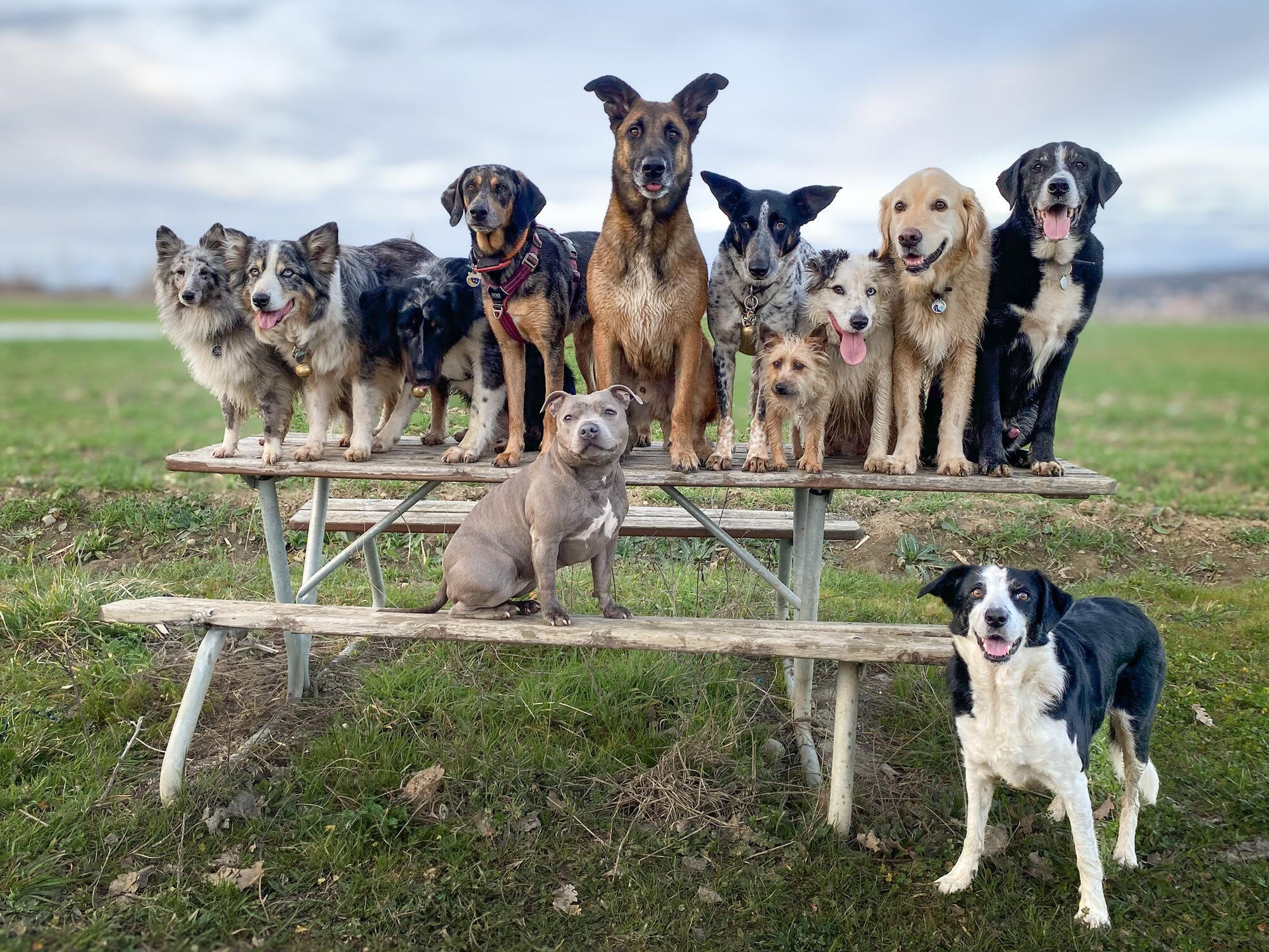 Balade éducative en forêt avec la conciergerie canine Paris et zone francilienne